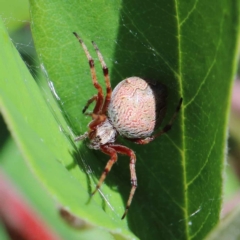 Cyclosa fuliginata (species-group) (An orb weaving spider) at Yarralumla, ACT - 2 Feb 2022 by ConBoekel