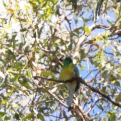 Psephotus haematonotus (Red-rumped Parrot) at Yarralumla, ACT - 3 Feb 2022 by ConBoekel