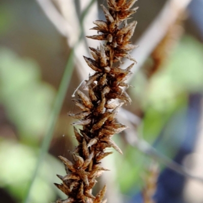 Carex appressa (Tall Sedge) at Yarralumla, ACT - 3 Feb 2022 by ConBoekel