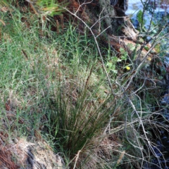 Carex appressa at Yarralumla, ACT - 3 Feb 2022
