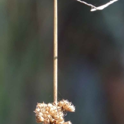 Juncus sp. (A Rush) at Yarralumla, ACT - 3 Feb 2022 by ConBoekel