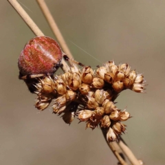 Juncus sp. at Yarralumla, ACT - 3 Feb 2022