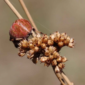 Juncus sp. at Yarralumla, ACT - 3 Feb 2022 10:50 AM