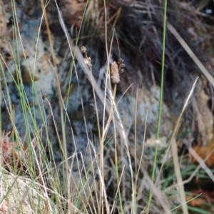 Juncus sp. at Yarralumla, ACT - 3 Feb 2022 10:50 AM