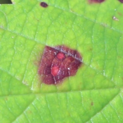 Phragmidium violaceum at Yarralumla, ACT - 2 Feb 2022 by ConBoekel