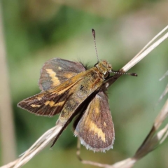 Taractrocera papyria (White-banded Grass-dart) at Blue Gum Point to Attunga Bay - 2 Feb 2022 by ConBoekel