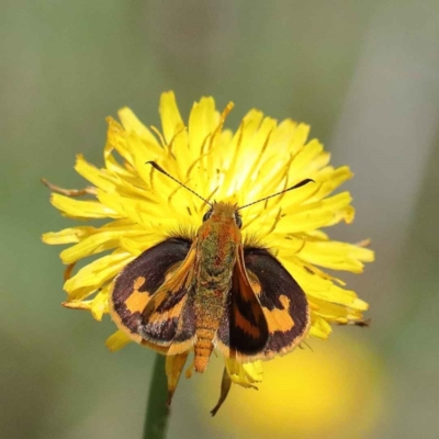 Ocybadistes walkeri (Green Grass-dart) at Yarralumla, ACT - 3 Feb 2022 by ConBoekel