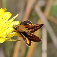 Ocybadistes walkeri at Yarralumla, ACT - 3 Feb 2022