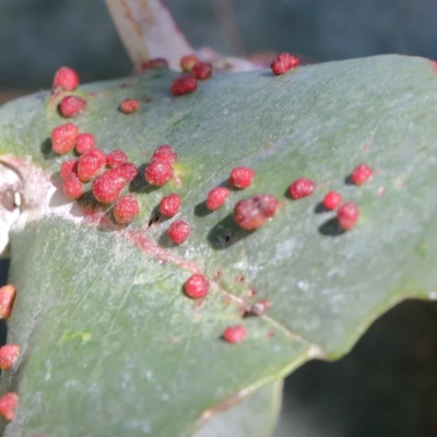 Schedotrioza sp. (genus) (A gall forming psyllid) at Yarralumla, ACT - 3 Feb 2022 by ConBoekel