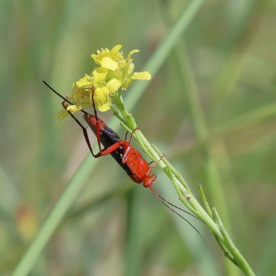 Lissopimpla excelsa (Orchid dupe wasp, Dusky-winged Ichneumonid) at Lake Burley Griffin West - 2 Feb 2022 by ConBoekel