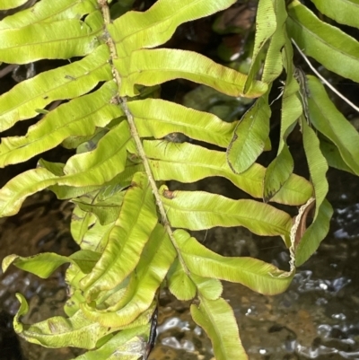 Blechnum minus (Soft Water Fern) at Cotter River, ACT - 10 Feb 2022 by JaneR