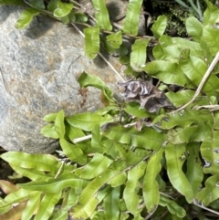 Blechnum minus at Cotter River, ACT - 10 Feb 2022