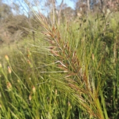 Austrostipa densiflora (Foxtail Speargrass) at Tennent, ACT - 9 Nov 2021 by michaelb