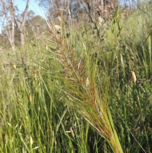 Austrostipa densiflora at Tennent, ACT - 9 Nov 2021 04:40 PM