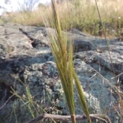 Austrostipa densiflora at Tennent, ACT - 9 Nov 2021 04:40 PM