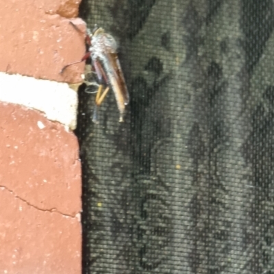 Asilidae (family) (Unidentified Robber fly) at Albury - 21 Jan 2022 by monstis