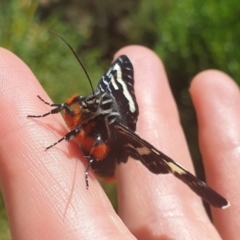 Phalaenoides glycinae (Grapevine Moth) at QPRC LGA - 11 Feb 2022 by HannahWindley