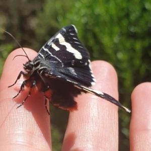 Phalaenoides glycinae at Googong, NSW - 11 Feb 2022