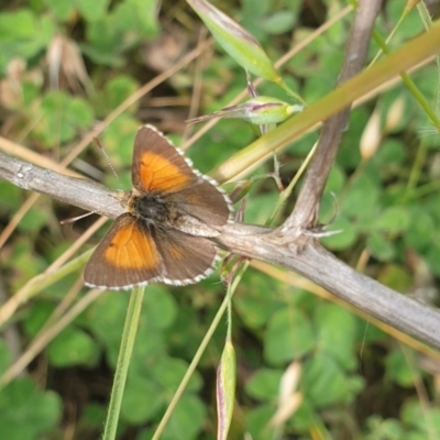 Lucia limbaria (Chequered Copper) at Jerrabomberra, ACT - 23 Nov 2021 by HannahWindley