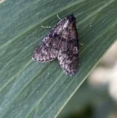 Salma cinerascens (A Pyralid moth) at Acton, ACT - 11 Feb 2022 by SteveBorkowskis