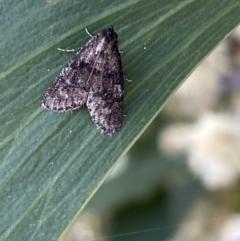 Salma cinerascens at Acton, ACT - 11 Feb 2022 11:45 AM