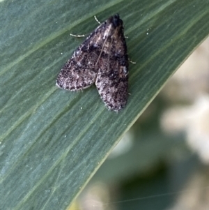 Salma cinerascens at Acton, ACT - 11 Feb 2022 11:45 AM