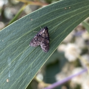 Salma cinerascens at Acton, ACT - 11 Feb 2022 11:45 AM