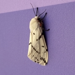 Ardices canescens (Dark-spotted Tiger Moth) at Black Mountain - 11 Feb 2022 by SteveBorkowskis