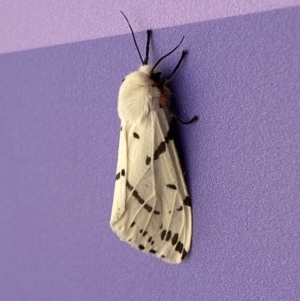 Ardices canescens at Molonglo Valley, ACT - 11 Feb 2022 12:16 PM