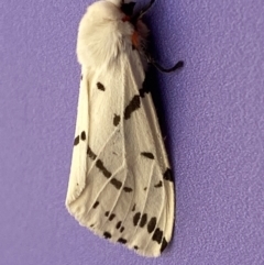 Ardices canescens at Molonglo Valley, ACT - 11 Feb 2022