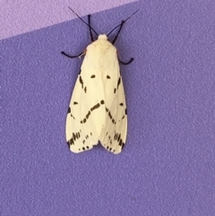 Ardices canescens at Molonglo Valley, ACT - 11 Feb 2022