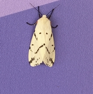 Ardices canescens at Molonglo Valley, ACT - 11 Feb 2022