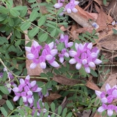 Securigera varia (Crown Vetch) at Molonglo Valley, ACT - 11 Feb 2022 by Steve_Bok