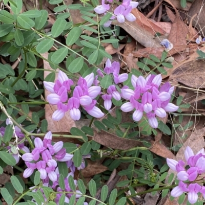 Securigera varia (Crown Vetch) at Molonglo Valley, ACT - 11 Feb 2022 by Steve_Bok