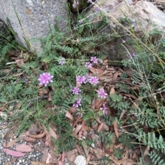 Securigera varia at Molonglo Valley, ACT - 11 Feb 2022