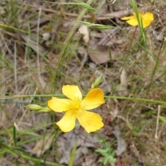 Hypericum gramineum (Small St Johns Wort) at Farrer, ACT - 1 Dec 2021 by HannahWindley