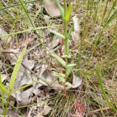 Hypericum gramineum at Farrer, ACT - 1 Dec 2021 12:14 PM