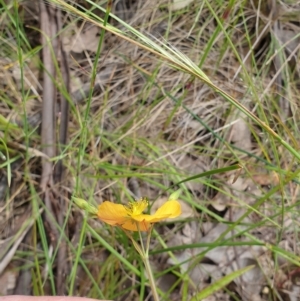 Hypericum gramineum at Farrer, ACT - 1 Dec 2021 12:14 PM