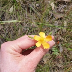 Hypericum gramineum at Farrer, ACT - 1 Dec 2021 12:14 PM