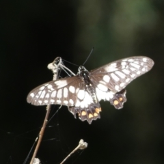 Papilio anactus (Dainty Swallowtail) at Black Mountain - 11 Feb 2022 by SteveBorkowskis