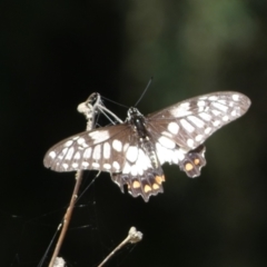 Papilio anactus (Dainty Swallowtail) at Acton, ACT - 11 Feb 2022 by SteveBorkowskis