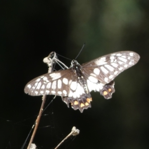 Papilio anactus at Acton, ACT - 11 Feb 2022