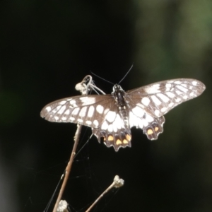 Papilio anactus at Acton, ACT - 11 Feb 2022