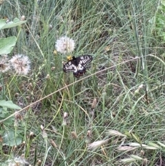 Papilio anactus (Dainty Swallowtail) at Theodore, ACT - 11 Feb 2022 by Cardy