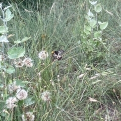 Papilio anactus at Theodore, ACT - 11 Feb 2022