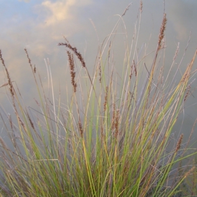 Carex appressa (Tall Sedge) at Block 402 - 10 Feb 2022 by MatthewFrawley