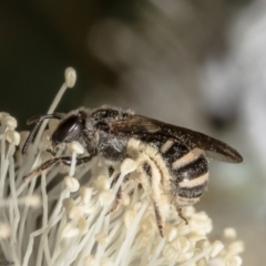 Lasioglossum (Chilalictus) sp. (genus & subgenus) (Halictid bee) at Belconnen, ACT - 11 Feb 2022 by Roger