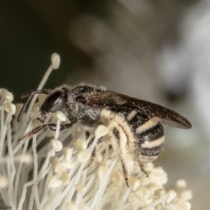 Lasioglossum (Chilalictus) sp. (genus & subgenus) at Belconnen, ACT - 11 Feb 2022 11:23 AM