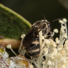 Lasioglossum (Chilalictus) sp. (genus & subgenus) at Belconnen, ACT - 11 Feb 2022 11:23 AM