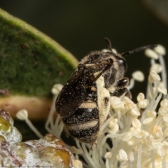 Lasioglossum (Chilalictus) sp. (genus & subgenus) at Belconnen, ACT - 11 Feb 2022